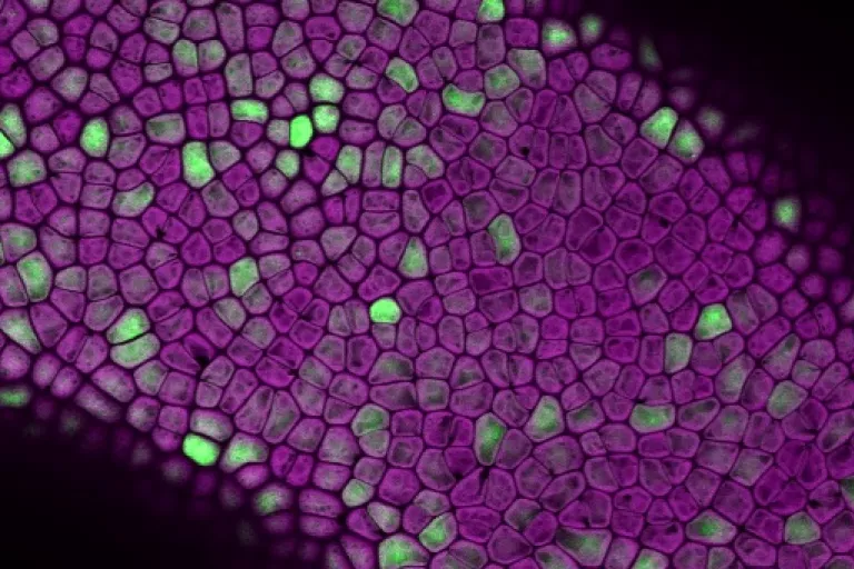 Ulva confocal