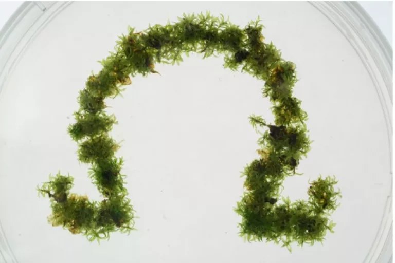 moss omega