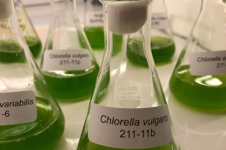 Chlorella culture