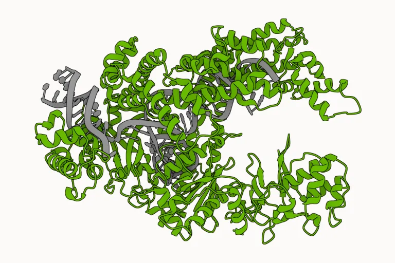 Cas12a protein structure - PDB 8Y0A