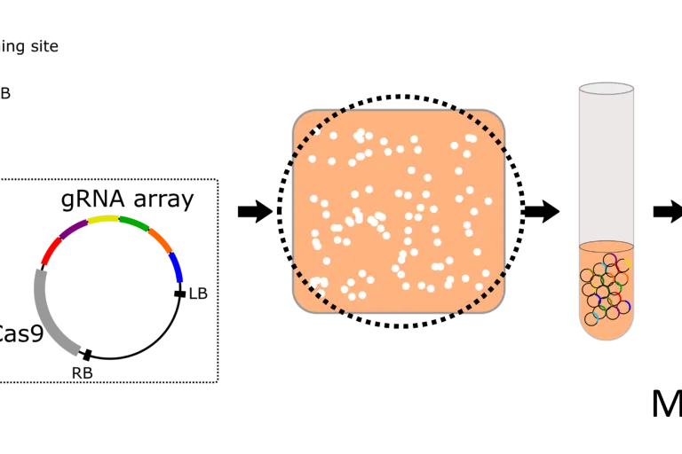 crisprscreen