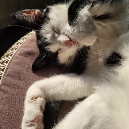 Artemis