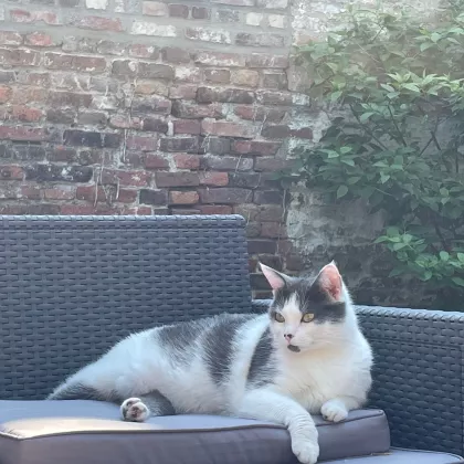 Cat chilling in a sofa